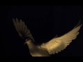 White dove