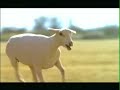 Budweiser clydesdale streaker super bowl xl commercial