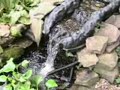 POND FISH POND FISH