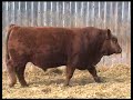 Boundary Gunner 36U Red Simmental Bull for sale