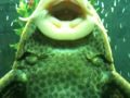 Weird Fish