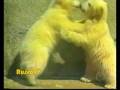 videos de JORNAL HOJE - Ursos polares