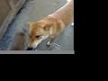Shiba-inu Seven puppies - Part 2