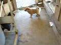 Shiba-inu Seven puppies - Part 2