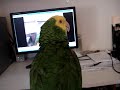 Poncho watching himself on YouTube Poncho watching himself on YouTube