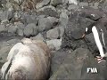 Pinguino salta sobre un lobo marino