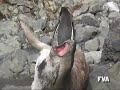 Pinguino salta sobre un lobo marino