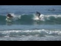 olea surf team