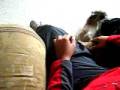 Dogbook Movie: Subete