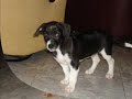 mis animales