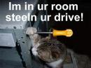 Funny cat pictures Funny cat pictures
