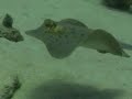 snorkeling-ras-mohammed-sharm-el-sheikh-2007.html