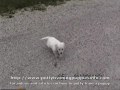 Potty Training Puppies Episode 2: The Quest For Shane http://bit.ly/11d5KD