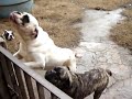 Buldogue Campeiro Achilles Buldogue Campeiro Achilles