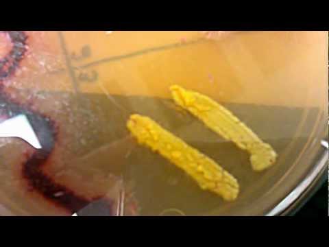 how to isolate micrococcus luteus