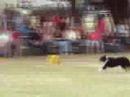 2008 Dixie Disc Dog Championships with Rocket
