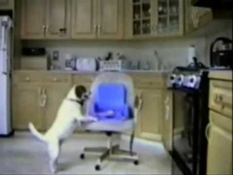 0 Funny Cats and Dogs Compilation