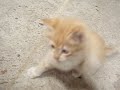 kattunge kattunge