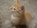 kattunge