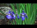 HD Test Footage - Holly\