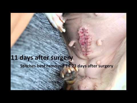 how to cure pyometra in dogs
