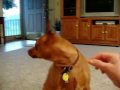No doggy treats from Obama