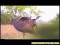Turkey Hunting - Turkey Time