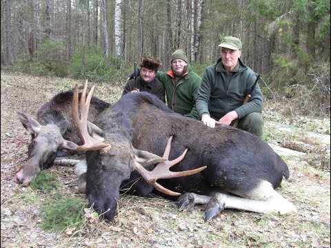 Elchdrückjagd 2018