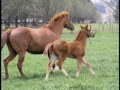A morning with the Broodmare and Foaling team A morning with the Broodmare and Foaling team