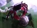My red claw crab eating some algae i...