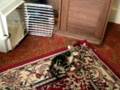 Mittens the kitten meets - Mr.  Squeaky Mouse!