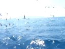 LA MOUET ET LE POISSON LA MOUET ET LE POISSON