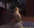 Funny Cockatiel Parrot