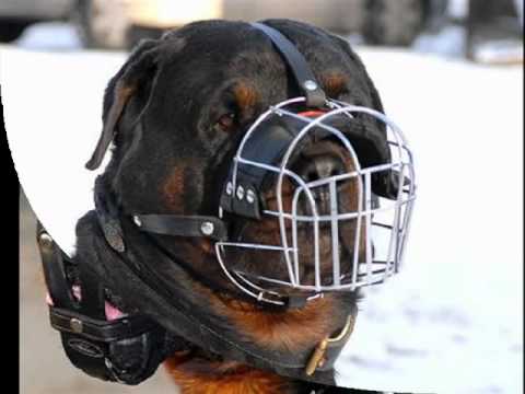 rodbailer