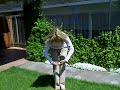 Song Head Shoulders Knees & Toes - Cullen's abc's