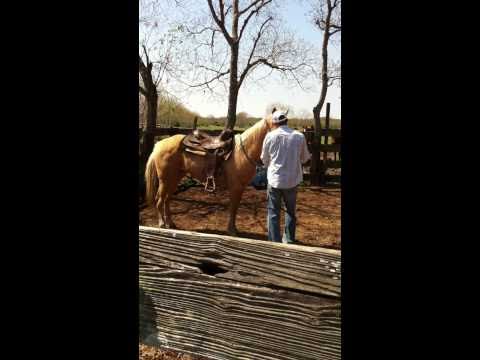 how to break a horse