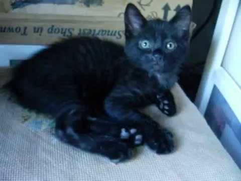 bengal manx mix