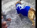 si anjing biru