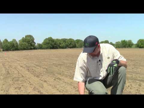 how to dry corn to replant