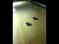 Epic shuffleboard shot