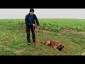 Marcus, M, Belgischer Schäferhund - Malinois sucht ein neues Zuhause
