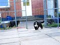 irma bernese mountain dog - puppies 6 weeks old