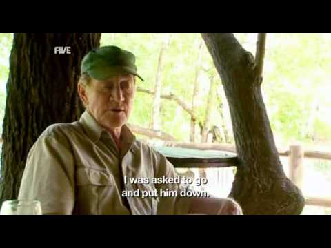 hippo - 