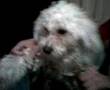 exorcista-perruno-be