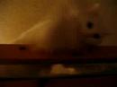 White cat\
