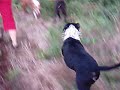 pit bull liberdade