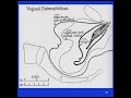 sexual education scientific female sexual anatomy dickinson