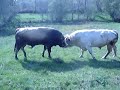 Luta de Touros - Serapicos