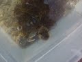 the stuff i caught