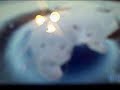 dalmation-and-friends-huge-dog-code.html